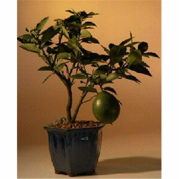Paisaje Flowering Lemon Bonsai Tree - Meyer Lemon PA2806760